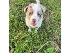 Border Collie Puppy for sale in Granbury, TX, USA