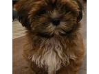 Shih Tzu Puppy for sale in Graham, WA, USA