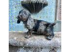 Dachshund Puppy for sale in Phoenix, AZ, USA