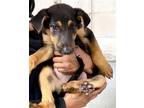 Adopt ROXY a German Shepherd Dog, Mixed Breed