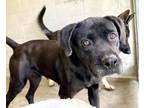 Adopt PEPPA a Pit Bull Terrier, Mixed Breed