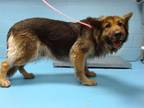 Adopt A532978 a German Shepherd Dog