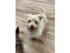 Adopt Tori a Yorkshire Terrier