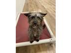 Adopt Trina a Yorkshire Terrier