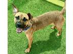 Adopt DANDY a Black Mouth Cur, Mixed Breed