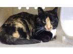 Adopt MISSY a Domestic Short Hair