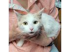 Adopt Pebbles a Domestic Short Hair