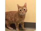 Adopt Ginger a Domestic Short Hair