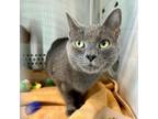 Adopt River Rose a Domestic Short Hair