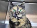 Adopt Coco a Domestic Short Hair