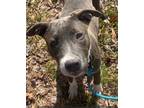 Adopt Keely a Pit Bull Terrier