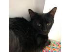 Adopt Blackberry a Domestic Short Hair