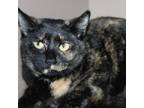 Adopt Strawberry Waltz a Domestic Short Hair