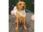 Adopt Lillybelle a Beagle, Retriever