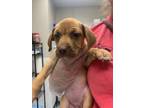 Adopt Prada a Beagle, Mixed Breed