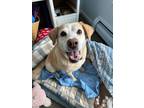 Adopt Merry a Labrador Retriever, Beagle