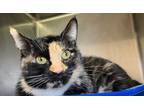 Adopt Mona a Domestic Short Hair