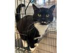 Adopt Mary Tyler Moore a Domestic Short Hair