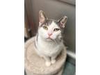 Adopt Betsy a Domestic Short Hair