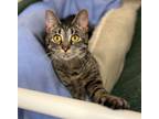 Adopt Ivanna a Domestic Short Hair