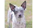 Adopt Delaney a Australian Cattle Dog / Blue Heeler