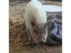 Adopt Petunia a Pig