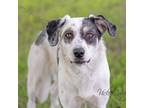 Adopt Angel a Great Pyrenees, Catahoula Leopard Dog