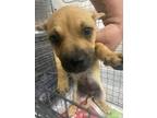Adopt A169573 a German Shepherd Dog