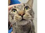 Adopt Patricia a Domestic Short Hair