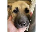 Adopt Miley a Shepherd, Mixed Breed