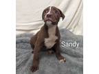 Adopt Sandy a Pit Bull Terrier, Mixed Breed