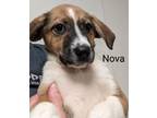 Adopt Nova a Beagle, Mixed Breed