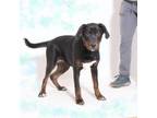 Adopt Duchess a Rottweiler