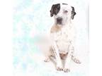 Adopt Daisy a Terrier