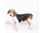 Adopt Lacey a Beagle