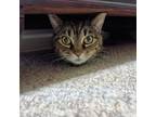 Adopt Fractious Lucy a Domestic Short Hair