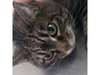 Adopt Fractious Lucy a Domestic Short Hair