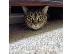 Adopt Fractious Lucy (Available In Foster Home) a Domestic Short Hair
