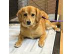 Adopt Allie a Mixed Breed