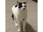 Adopt Melanie a Domestic Short Hair