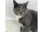 Adopt Addison a Domestic Short Hair