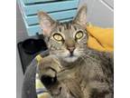 Adopt Pocahontas a Domestic Short Hair