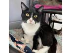 Adopt Snow White a Domestic Short Hair