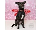 Adopt Cayman a Labrador Retriever, Terrier