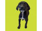 Adopt TUSC-Stray-tu1031 a Labrador Retriever, Hound