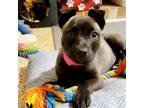 Adopt Silvie a Mixed Breed