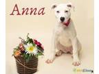 Adopt Anna a Boxer, Mixed Breed