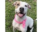 Adopt Sammy a Pit Bull Terrier