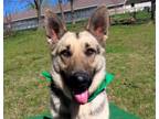 Adopt Katrin 6925 a German Shepherd Dog