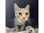 Adopt (Found) Haven a Domestic Short Hair